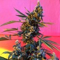 DeeDee (French Touch Seeds) tavallinen