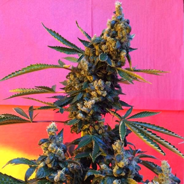 DeeDee (French Touch Seeds) tavallinen