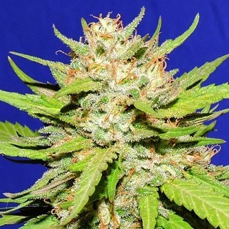 Wedding Cake (Original Sensible) Feminisoidut kannabiksen siemenet