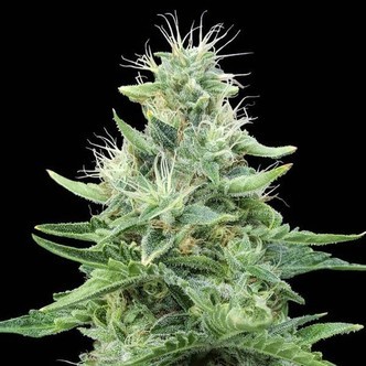 Gorilla Candy (Eva Seeds) feminisoidut