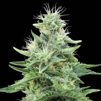 Gorilla Candy (Eva Seeds) Feminisoidut