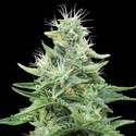 Gorilla Candy (Eva Seeds) Feminisoidut