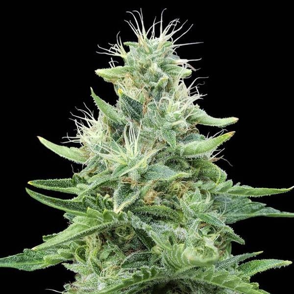 Gorilla Candy (Eva Seeds) Feminisoidut