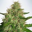 Cannabis Light (Ministry Of Cannabis) Feminisoidut
