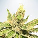 Mamacita’s Cookies (Ministry of Cannabis) Feminisoidut