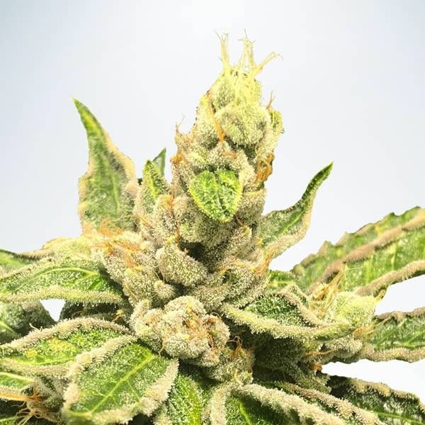 Mamacita’s Cookies (Ministry of Cannabis) Feminisoidut