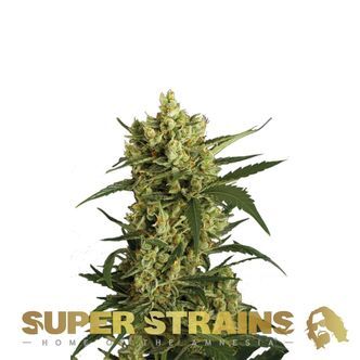 Crackers (Super Strains) feminisoidut