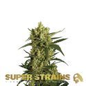 Crackers (Super Strains) Feminisoidut