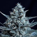 Blubonik (Genehtik Seeds) Feminisoidut