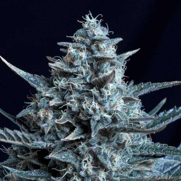 Blubonik (Genehtik Seeds) Feminisoidut