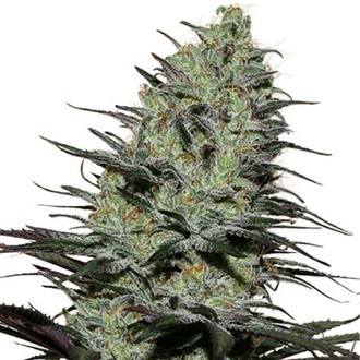 Morpheus (Buddha Seeds) Feminisoidut