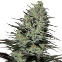 Morpheus (Buddha Seeds) Feminisoidut