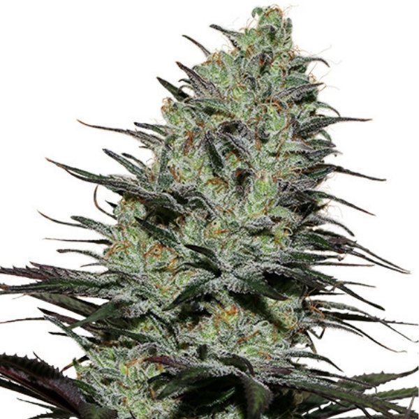 Morpheus (Buddha Seeds) Feminisoidut