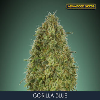 Gorilla Blue (Advanced Seeds) feminisoidut