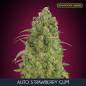 Auto Strawberry Gum (Advanced Seeds) Feminisoidut
