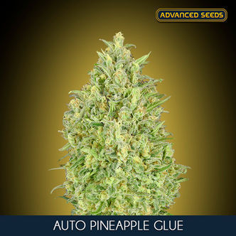 Auto Pineapple Glue (Advanced Seeds) feminisoidut