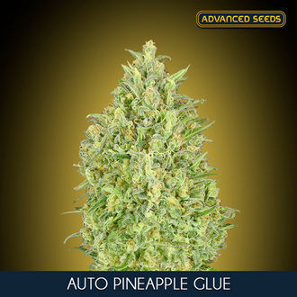 Auto Pineapple Glue (Advanced Seeds) Feminisoidut