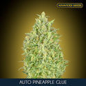 Auto Pineapple Glue (Advanced Seeds) Feminisoidut
