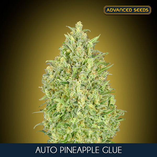 Auto Pineapple Glue (Advanced Seeds) Feminisoidut