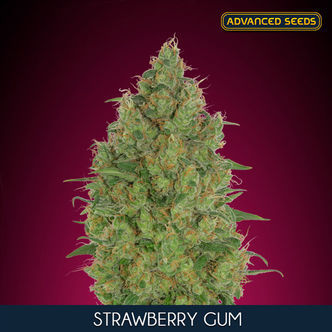 Strawberry Gum (Advanced Seeds) feminisoidut