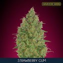 Strawberry Gum (Advanced Seeds) Feminisoidut