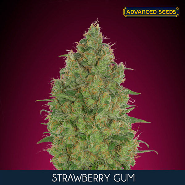 Strawberry Gum (Advanced Seeds) Feminisoidut