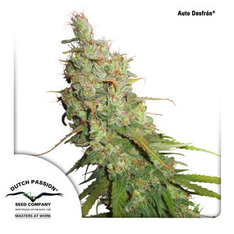 Auto Desfr&aacute;n (Dutch Passion) Feminisoidut