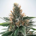 God's Glue (Ministry Of Cannabis) Feminisoidut