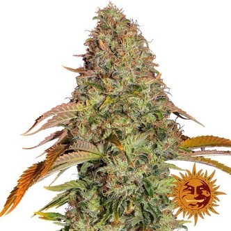 Zkittlez OG Auto (Barney's Farm) feminisoidut kannabiksen siemenet