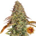 Zkittlez OG Auto (Barney's Farm) Feminisoidut