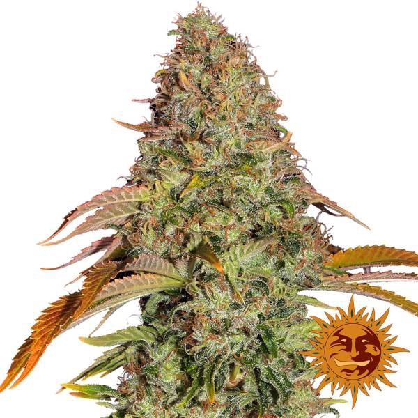 Zkittlez OG Auto (Barney's Farm) Feminisoidut