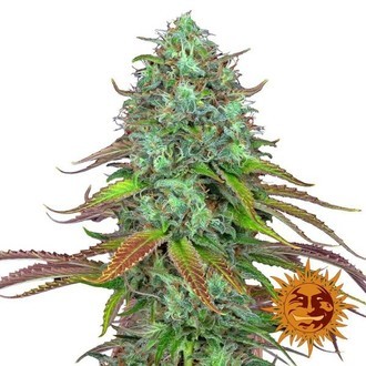 LSD Auto (Barney's Farm) Feminisoidut