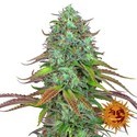 LSD Auto (Barney's Farm) Feminisoidut