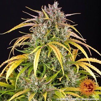 LSD Auto (Barney's Farm) Feminisoidut