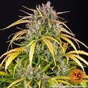 LSD Auto (Barney's Farm) Feminisoidut