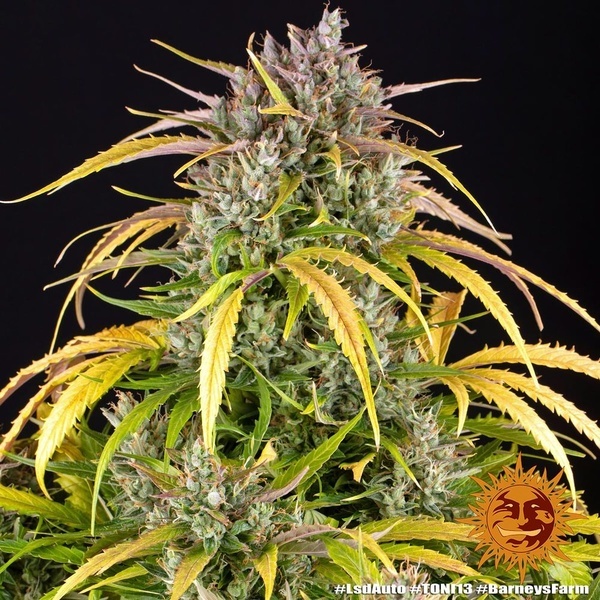 LSD Auto (Barney's Farm) Feminisoidut
