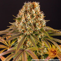 Strawberry Lemonade (Barney's Farm) Feminisoidut