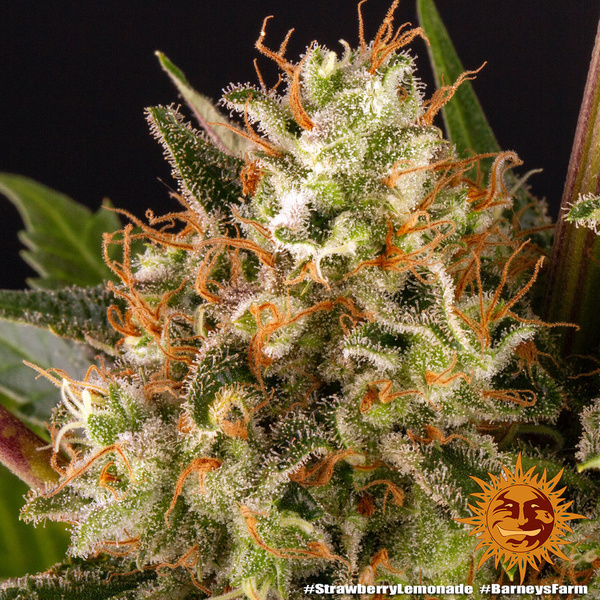 Strawberry Lemonade (Barney's Farm) Feminisoidut