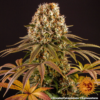 Strawberry Lemonade (Barney's Farm) Feminisoidut