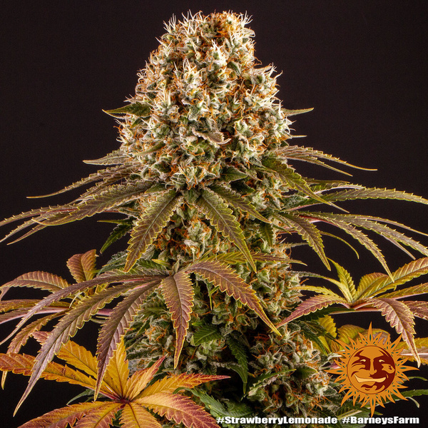 Strawberry Lemonade (Barney's Farm) Feminisoidut