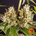 Strawberry Lemonade (Barney's Farm) Feminisoidut