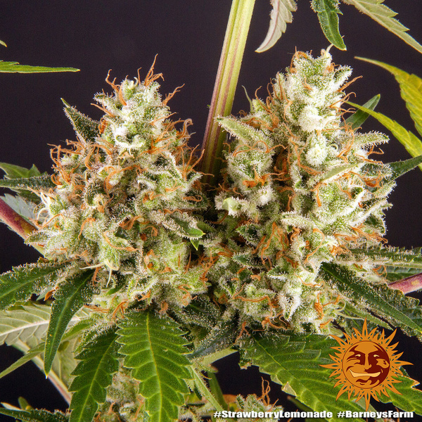 Strawberry Lemonade (Barney's Farm) Feminisoidut