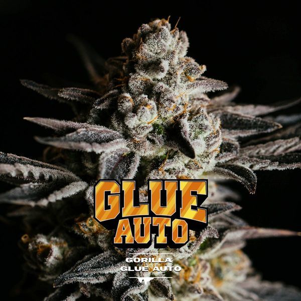 GG#4 Auto (BSF Seeds) Feminisoidut