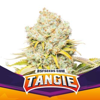Tangie (BSF Seeds) feminisoidut kannabiksen siemenet