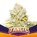 Tangie (BSF Seeds) Feminisoidut