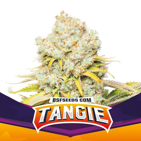 Tangie (BSF Seeds) Feminisoidut