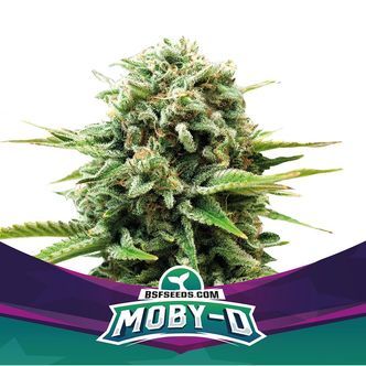 Moby-D (BSF Seeds) feminisoitu