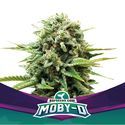 Moby-D (BSF Seeds) Feminisoidut