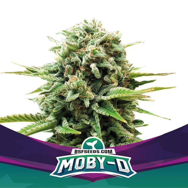 Moby-D (BSF Seeds) Feminisoidut