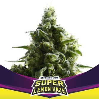 Super Lemon Haze (BSF Seeds) feminisoidut kannabiksen siemenet